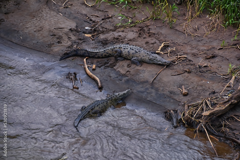 Crocodile, Spectacled Caiman crocodilus resting on the river, riverbank, crocodilian reptile found in, Costa Rica, Central America. Crocodile, Spectacled Caiman crocodilus resting on the river, riverbank, crocodilian reptile found in, Costa Rica, Central America.