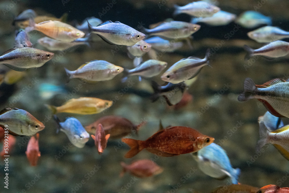 Obraz premium 魚群 水族館 水槽 群れ グッピー 熱帯魚