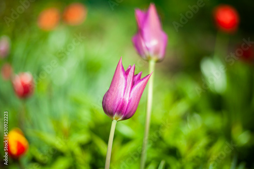 Flower in garden. Tulip in flower bed. Details of nature.