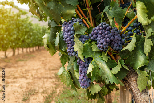 vine rods at Rioja wine ecological vineyard  photo