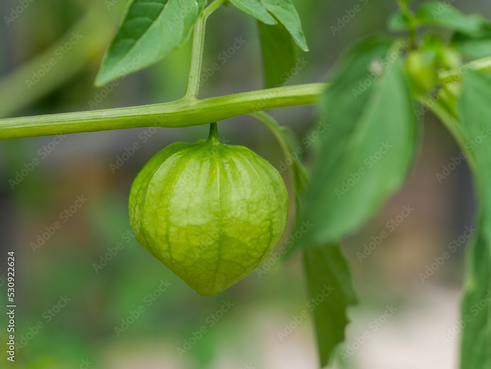 green tomatillo on the bush green tomatillo on the bush