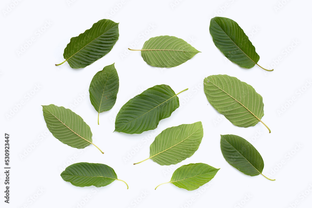 Fototapeta premium Mitragyna speciosa, Fresh kratom leaves on white background