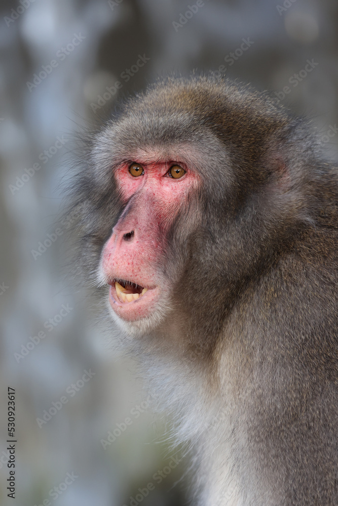Japanese macaque (Macaca fuscata), also known as the snow monkey Japanese macaque (Macaca fuscata), also known as the snow monkey