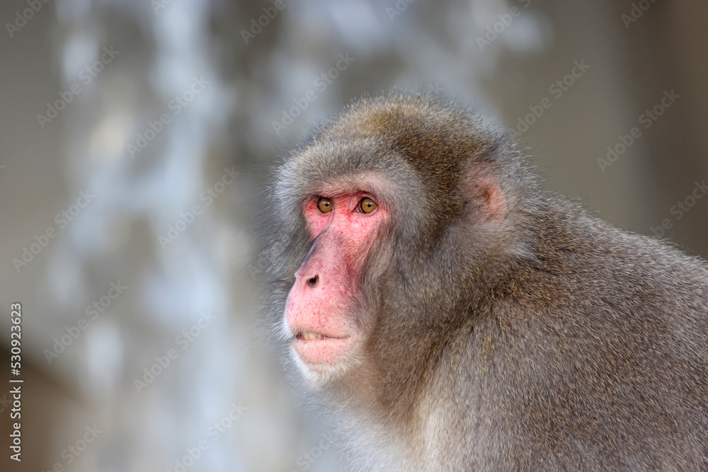 Japanese macaque (Macaca fuscata), also known as the snow monkey Japanese macaque (Macaca fuscata), also known as the snow monkey