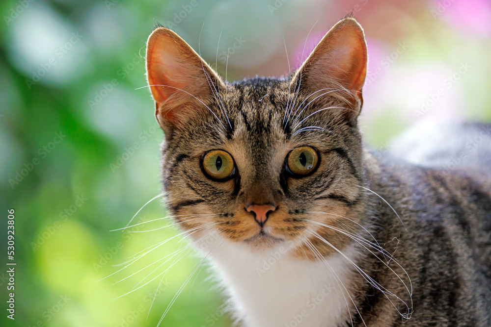 Close up of house cat looking at the camera