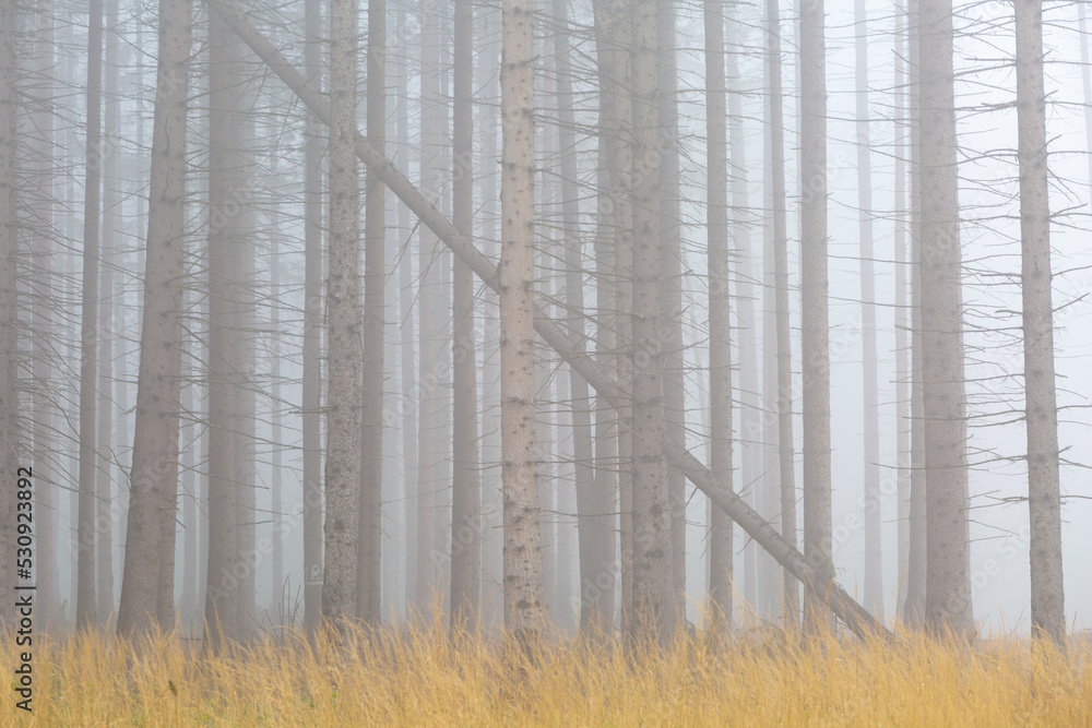 Fog in the foothills of Velka Fatra national park, Slovakia. Fog in the foothills of Velka Fatra national park, Slovakia.