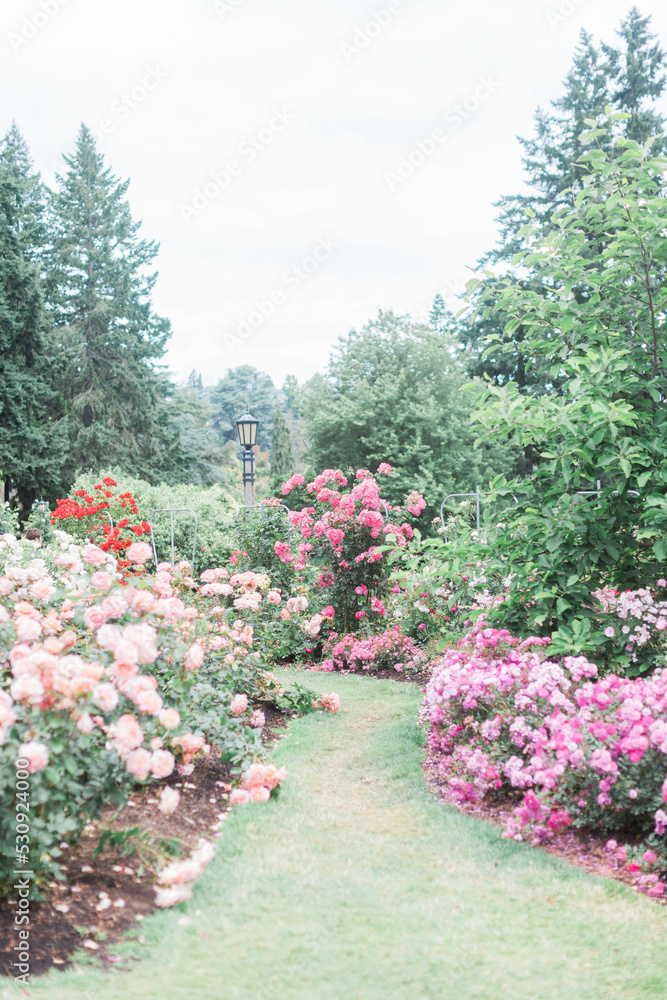 Colorful rose bushes in Portland International Rose Test Garden.