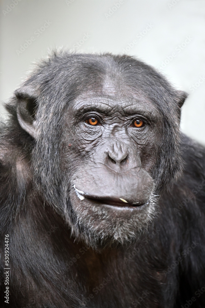 Close up shot chimpanzee (Pan troglodytes)