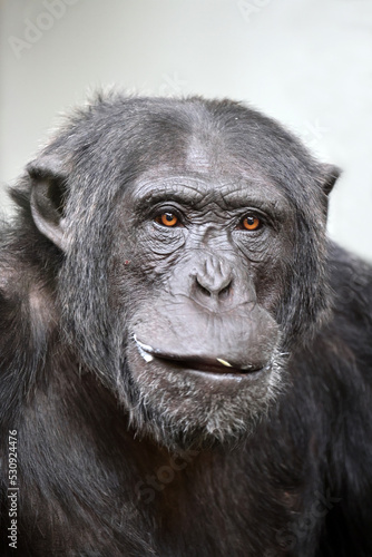 Close up shot chimpanzee  Pan troglodytes 