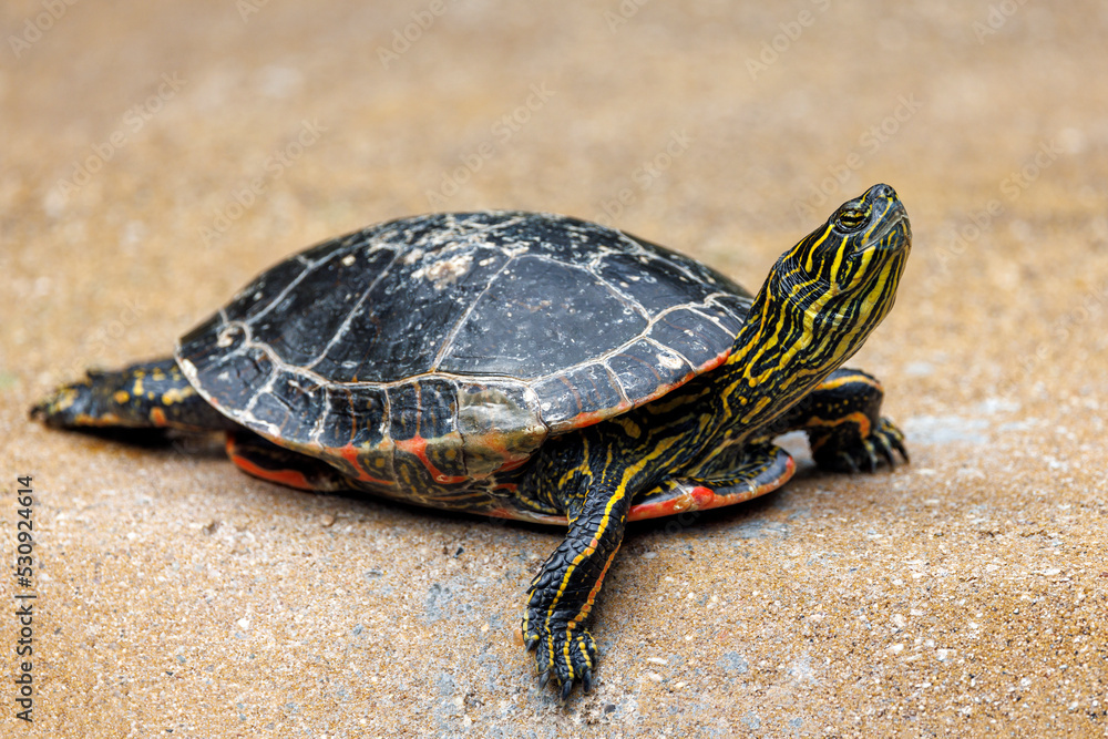 The red-eared slider or red-eared terrapin (Trachemys scripta elegans) The red-eared slider or red-eared terrapin (Trachemys scripta elegans)