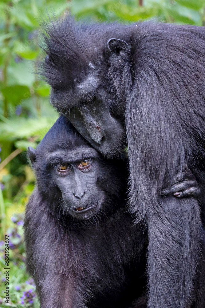 Fototapeta premium The Celebes crested macaque (Macaca nigra), also known as the crested black macaque, Sulawesi crested macaque, or the black ape