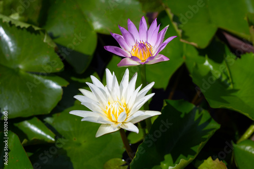 Nymphaea lotus flower with leaves, Beautiful blooming water lily