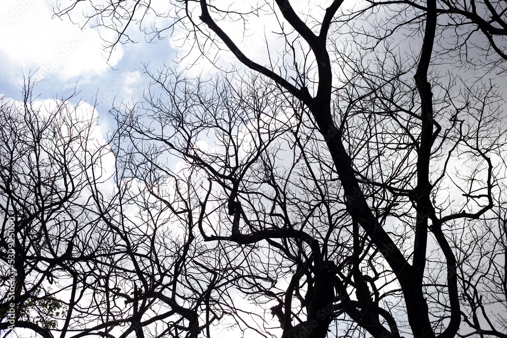 Obraz premium Dead branches tree silhouette with blue sky and cloud