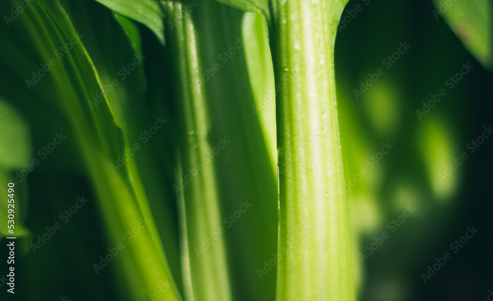 Mustard Pakcoy or Sawi Sendok in Hydroponic Farming. Photo with Blurred Background. Mustard Pakcoy or Sawi Sendok in Hydroponic Farming. Photo with Blurred Background.
