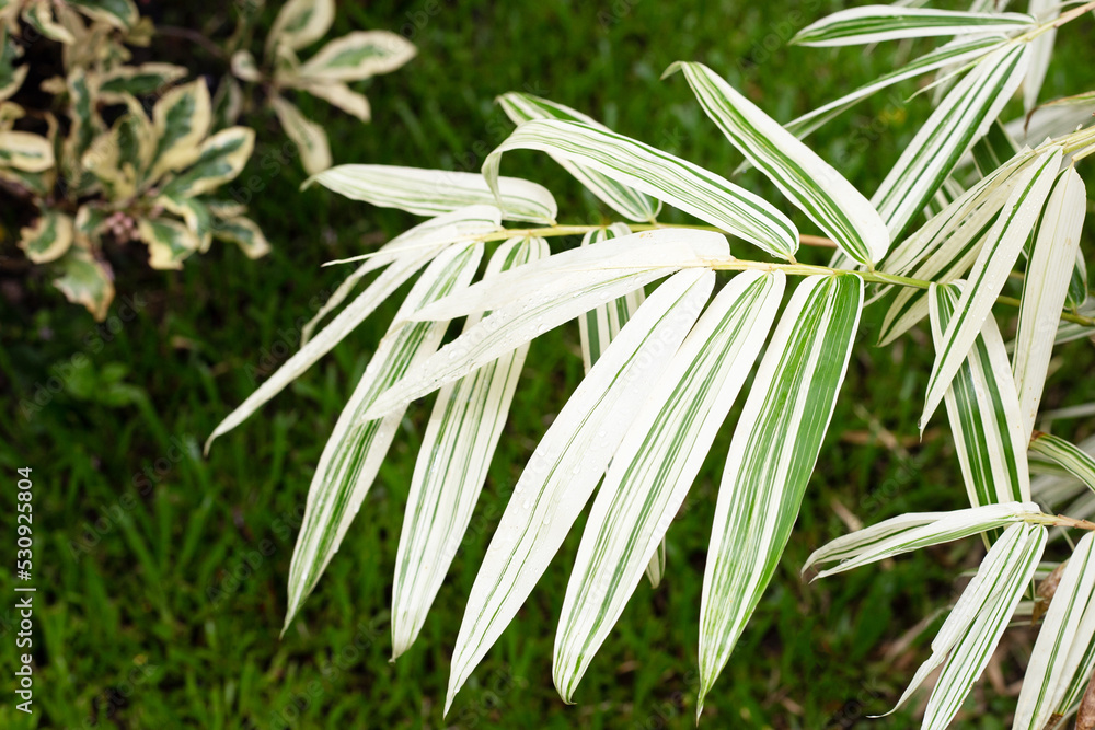 Fototapeta premium White and green leaves of bamboo, Variegated plants