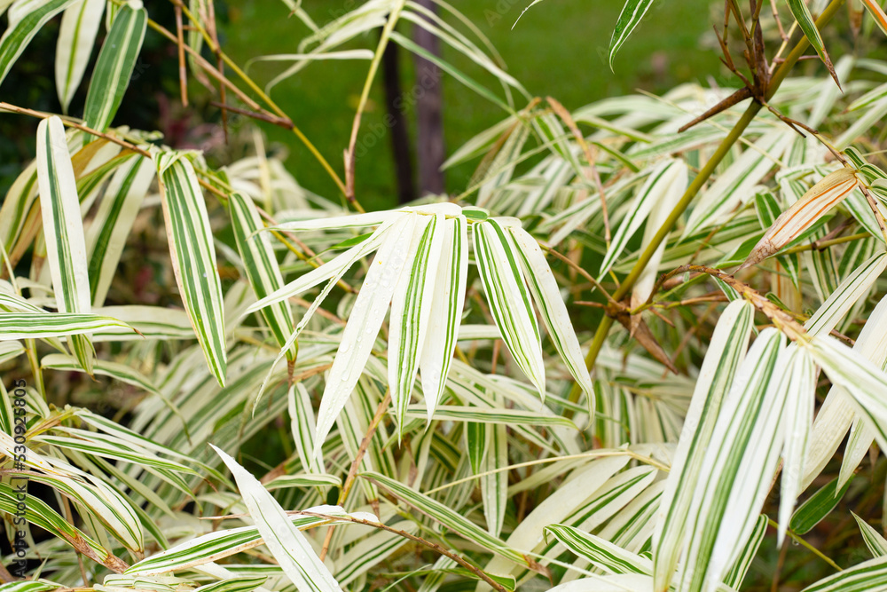 White and green leaves of bamboo, Variegated plants White and green leaves of bamboo, Variegated plants