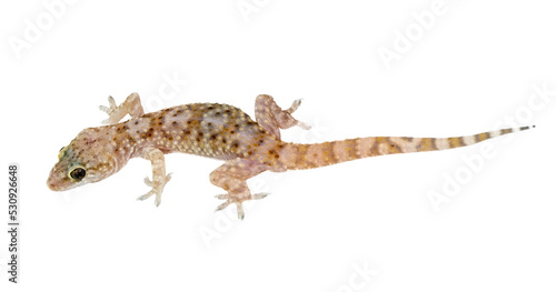 Mediterranean house gecko on white background. Hemidactylus turcicus