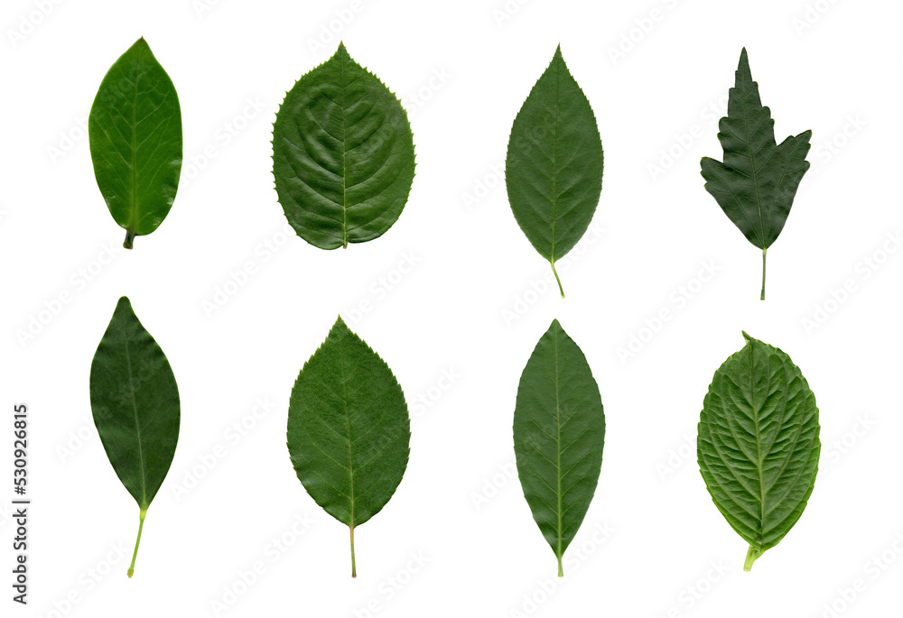Leaves collection on transparent background, isolated Leaves collection on transparent background, isolated