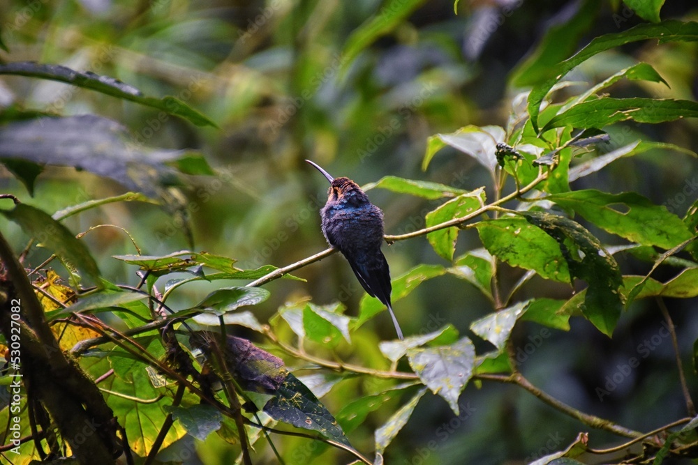 Fototapeta premium Hummingbird, biological family of Trochilidae, resting on a jungle tree branch in tropical Monteverde National Park Costa Rica, Central America.