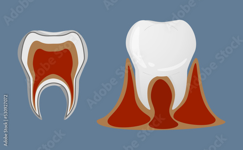 Teeth in realistic style. Teeth anatomy icons.