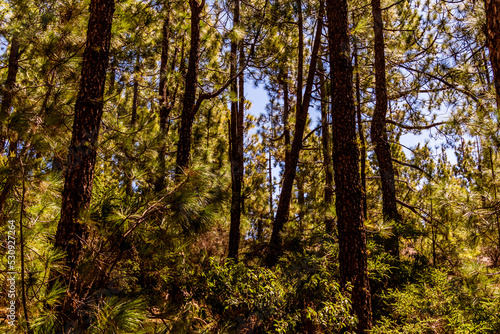 Pinus sp que pertenece a la familia Pinaceae, en la isla de Tenerife. © CarlosHerreros
