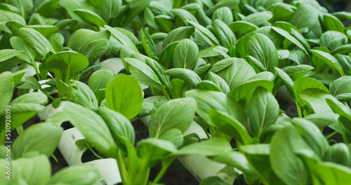 Mustard Pakcoy or Sawi Sendok in Hydroponic Farming. Photo with Blurred Background.