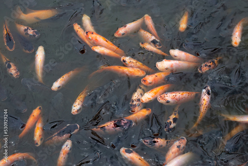 Red tilapia fish in the pond © Bowonpat