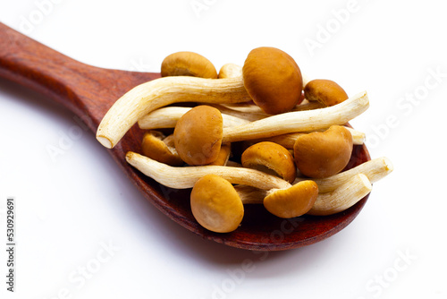 Yanagi Matsutake mushroom on white background. photo