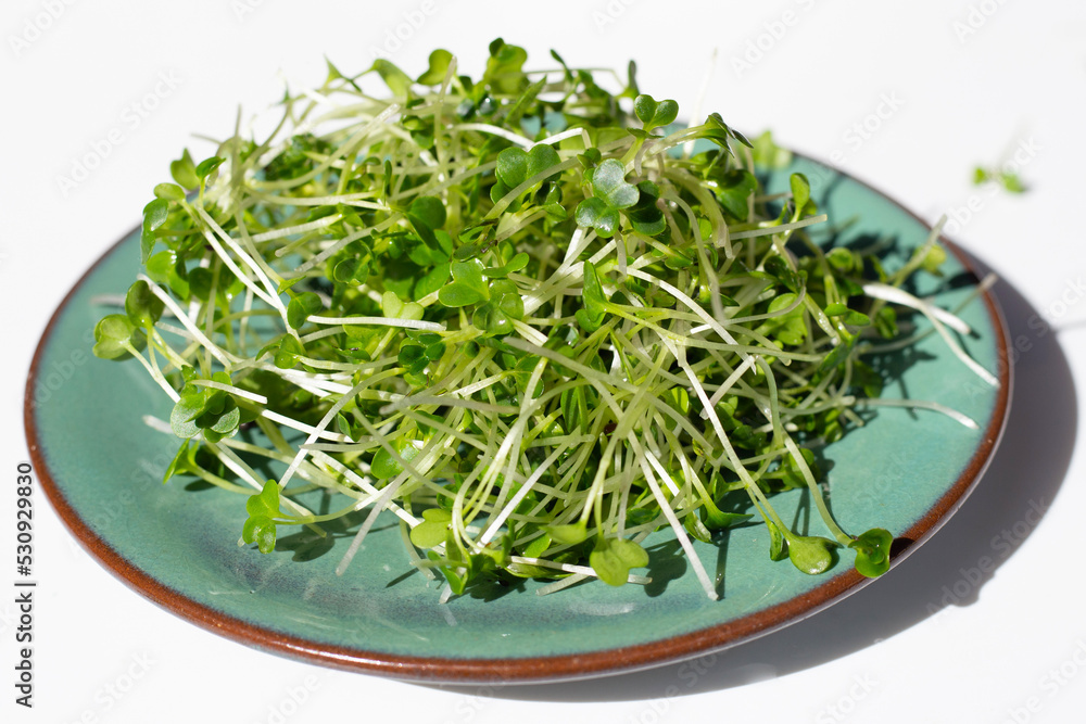 Organic kale sprouts. Healthiest vegetables concept Organic kale sprouts. Healthiest vegetables concept