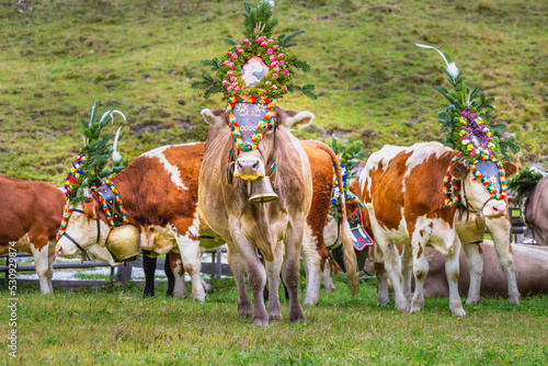 Photos Ornate Cow parade called Almabtrieb in Zillertal, Austrian alps