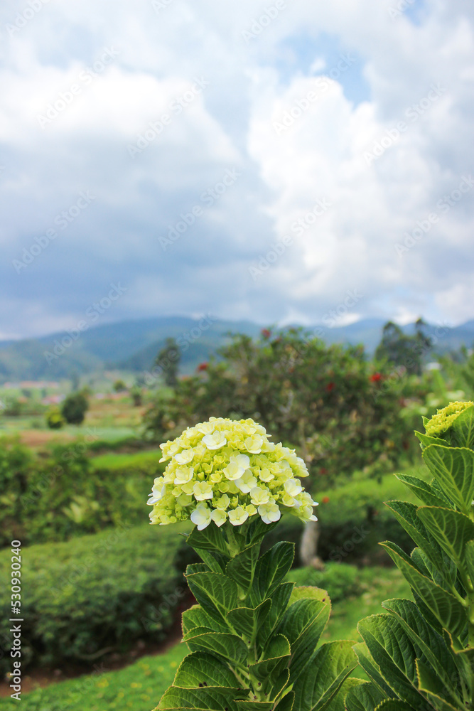 A White Flower in the Garden. Bigleaf Hydrangea or Hydrangea Macrophylla, a Species of Hydrangeas. Nature and Sky Background A White Flower in the Garden. Bigleaf Hydrangea or Hydrangea Macrophylla, a Species of Hydrangeas. Nature and Sky Background