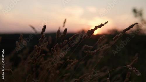 close up panoramic shooting yellow ears of wild grass in rays of setting sun. dry field grass swaying in wind during sunset. view of wild meadow in mountains after dawn. Nature, freedom, life concept