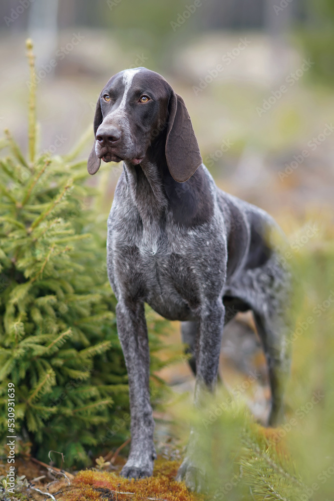 Brown marble German Shorthaired Pointer dog posing outdoors in spring standing in a forest