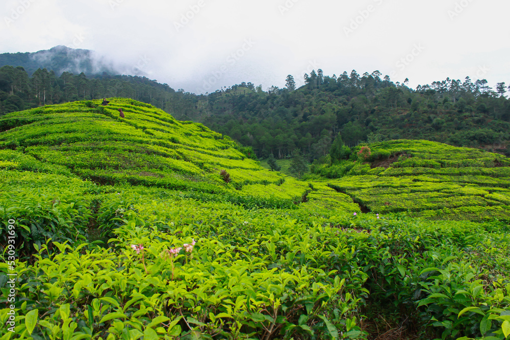 Tea Plantations in the Rain