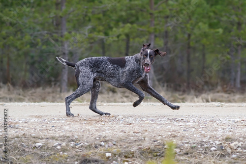 Fotografia Funny brown marble German Shorthaired Pointer dog with a docked tail running fas