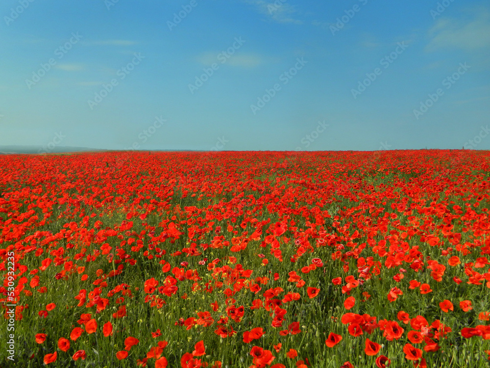 poppy field on a summer day