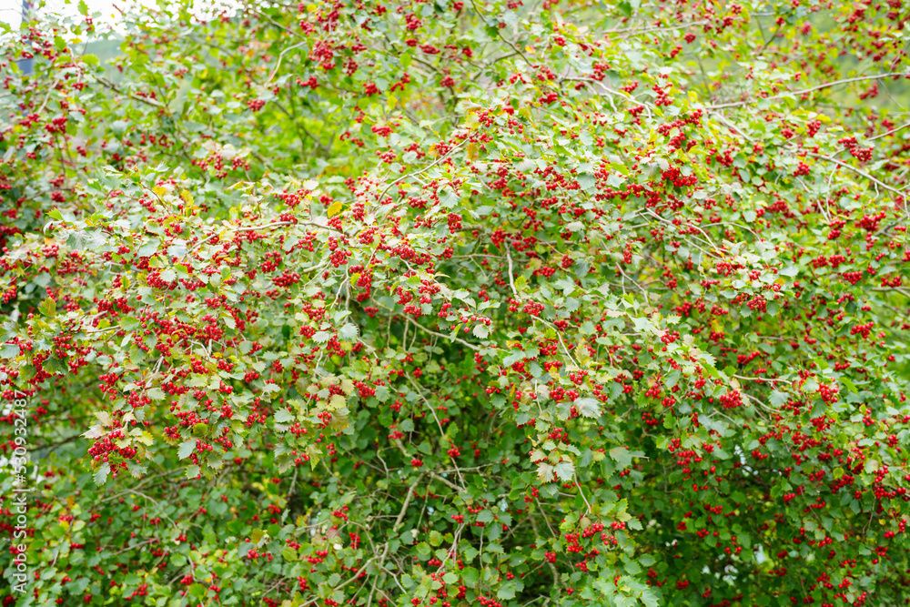 red berries in bloom