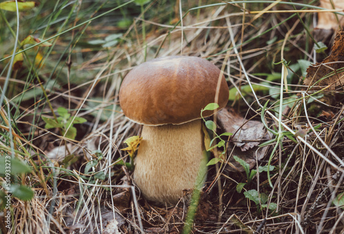 Porcini edible mushroom in the grass in the forest close up. Edible mushroom boletus edulis, penny bun, ceps.