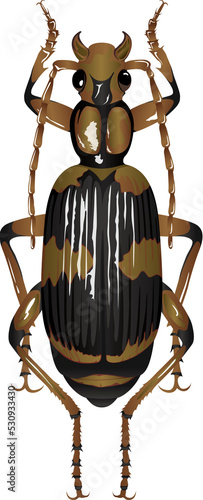 Pheropsophus jessoensis Morawitz 三井寺歩行虫 ミイデラゴミムシ