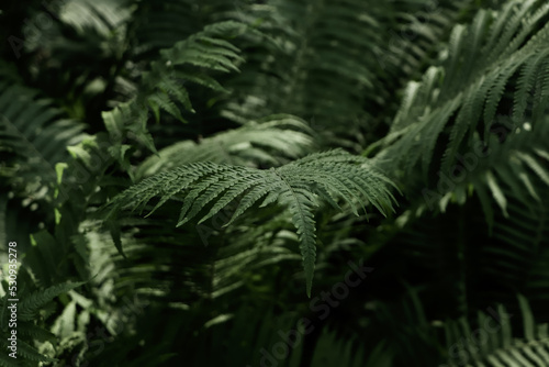 Beautiful fern with lush green leaves growing outdoors  closeup