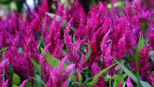 Celosia argentea, commonly known as the plumed cockscomb or silver cock's comb. This particular specie is the Celosia Argentea Intenz Dark Purple.