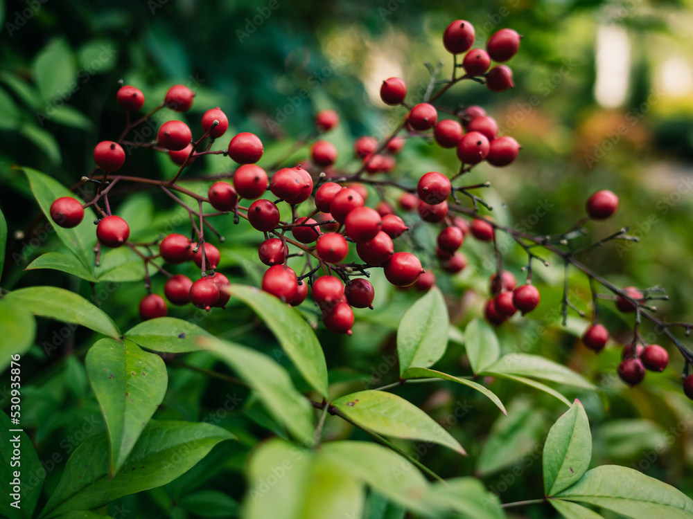 red berries on a bush red berries on a bush