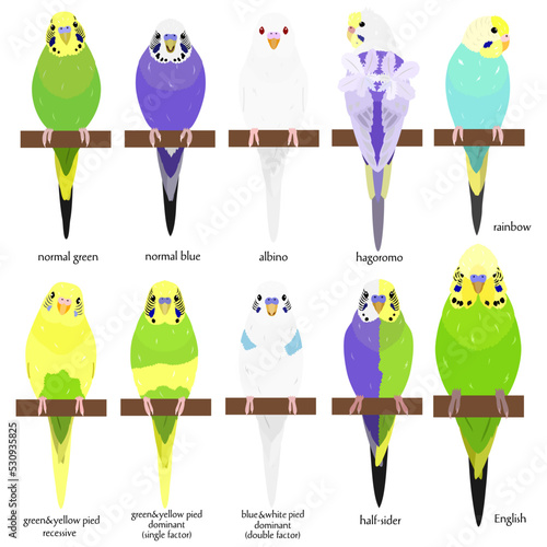 various types of Budgie