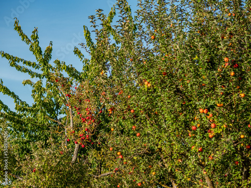 Reife Äpfel am Baum