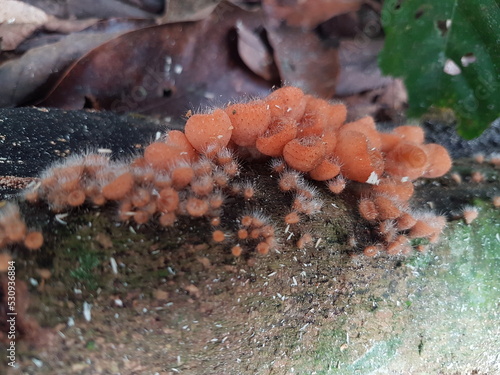 edible, hairy cup mushroom, found on the island of borneo, Indonesia