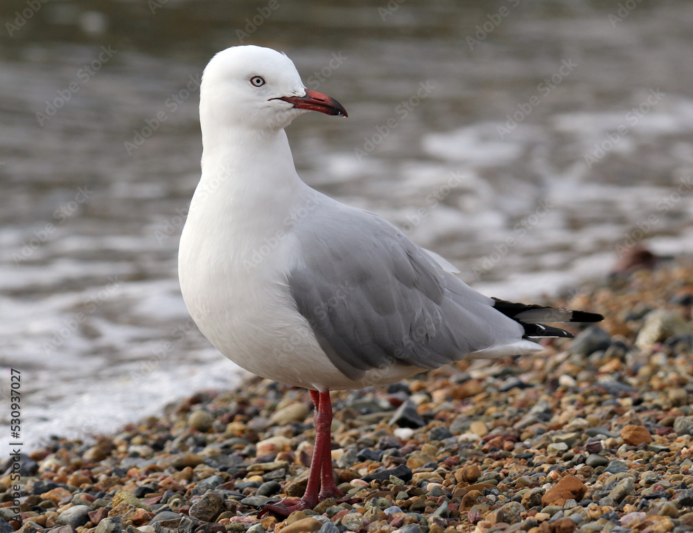 Close up portrait of a silver gull seagull bird standing on a beach Close up portrait of a silver gull seagull bird standing on a beach