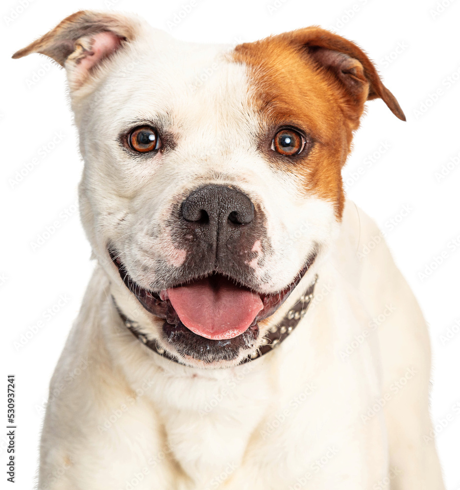 Closeup of Happy Pit Bull Smiling Dog