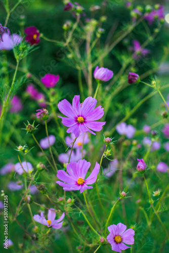 Spring flowers- nature in its purest state