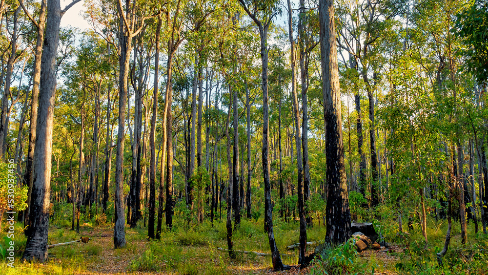 Dwellingup is a small timber town situated on top of an escarpment. It is surrounded by a state forest known for its extensive stands of jarrah. Dwellingup is a small timber town situated on top of an escarpment. It is surrounded by a state forest known for its extensive stands of jarrah.