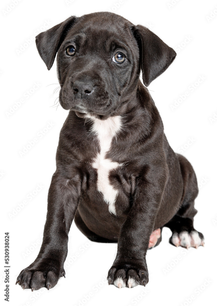 Cute Black Puppy Sitting Looking Forward - Extracted